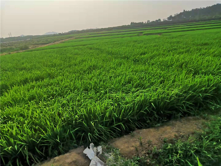 水稻种植基地展示