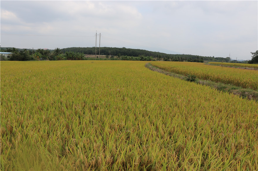 水稻种植基地展示